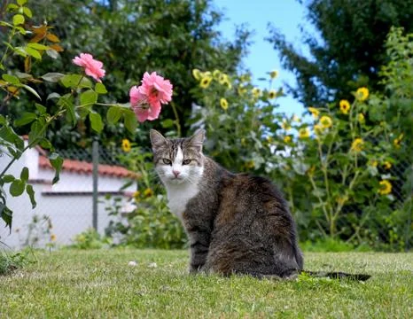 Tabby cat on grass Stock Photos