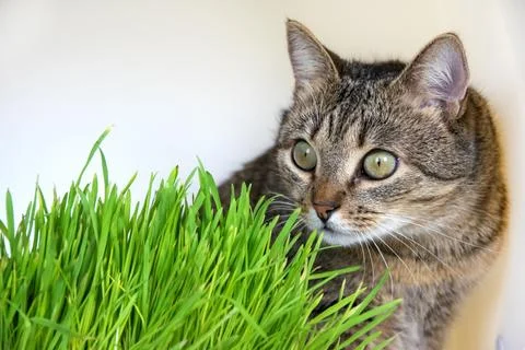 Tabby cat in the grass on a white background. Young cat and green fresh sprouts Stock Photos
