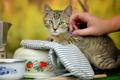 Tabby cat on a green background with kitchen utensils - pot, whisk, glove Stock Photos