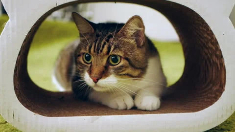 Tabby cat with green eyes Stock Footage 157690484