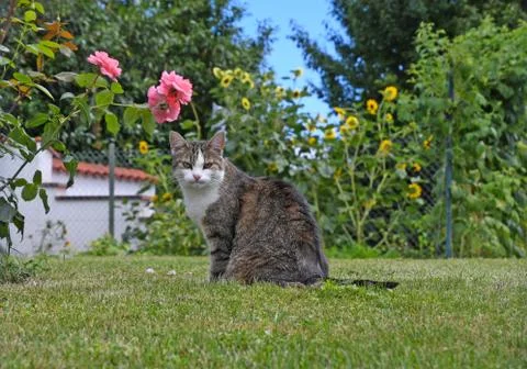 Tabby cat on green grass Stock Photos