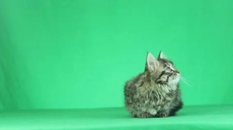 Tabby cat on a green screen Stock Footage