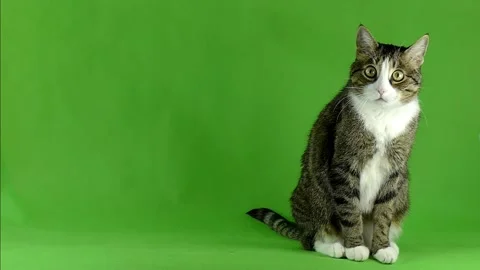 The tabby cat on the green screen in slow motion. Stock Footage 123113710
