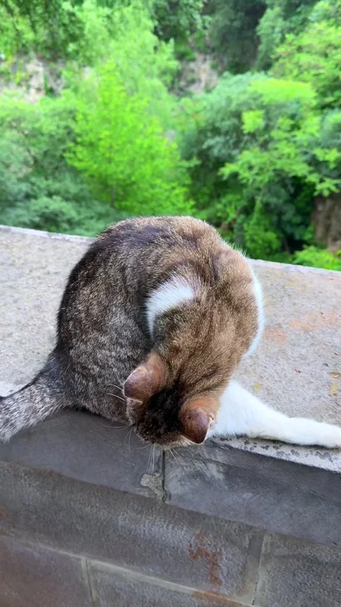 Tabby Cat Grooming on Concrete Ledge with Green Forest Background Stock Footage 310210253
