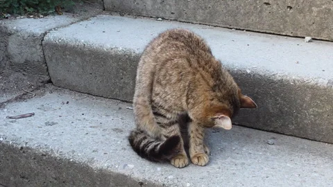 Tabby cat grooming its brown striped fur while comfortably sitting on gray Video stock 335268548