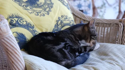 Tabby cat grooming itself on a chair Stock Footage 320466100