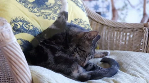 Tabby cat grooming itself Video stock 320466113