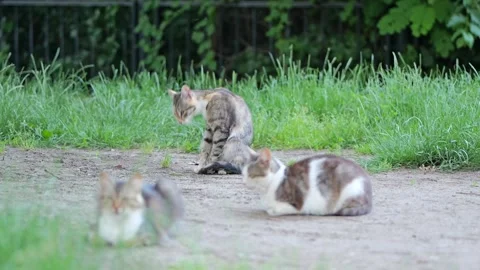 Tabby cat grooming itself with other stray cats in a park Stock-Footage 336690772