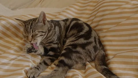 Tabby cat grooming itself while lying in bed Stock Footage 320466507