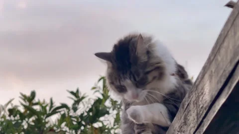 Tabby Cat Grooming Paw and Face on Wooden Pergola at Sunset - 4K Stock Footage 345455342