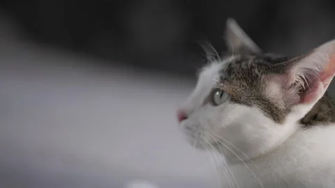 Tabby cat hearing scene. 库存影片 248239472
