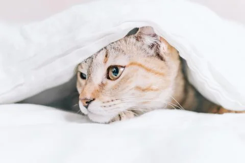 Tabby cat is hiding on the bed under a blanket. Stock Photos