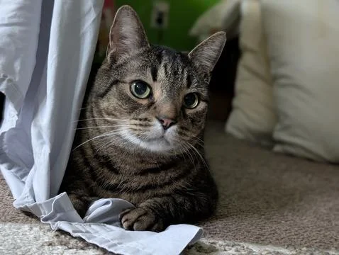 Tabby cat hiding under a bed looking out from under a gray sheet Stock-Fotos