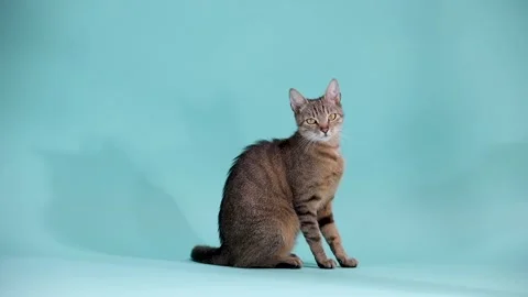 Tabby cat  isolated on blue background. Vídeo Stock 326625365