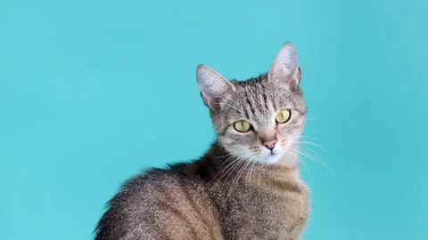 Tabby cat  isolated on blue background. Vídeo Stock 326625425