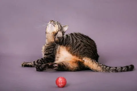 Tabby cat itching behind ear studio portrait Stock Photos