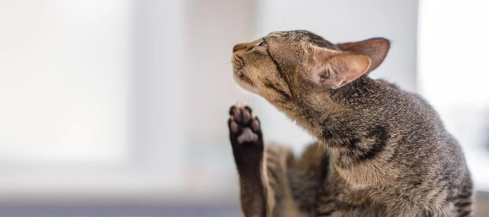 Tabby cat itching itself, possible flea or mite infestation, concept for Stock Photos