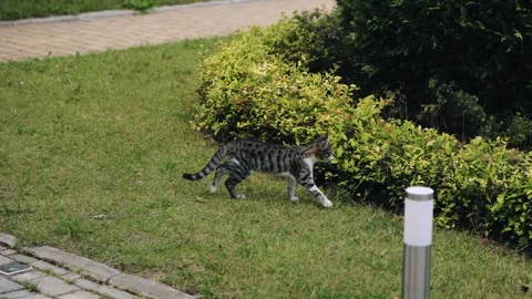 A tabby cat jumps over a flower bed in the garden. Cool animal shot Stock Footage 303486596