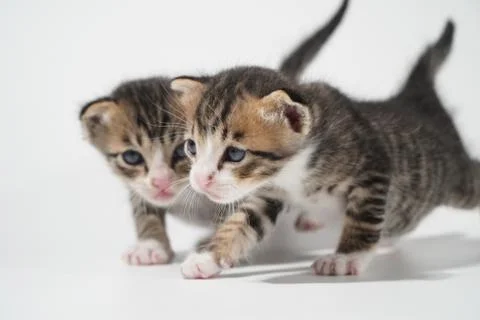 Tabby Cat kitten posing on white background tiger marble stripe Stock Photos