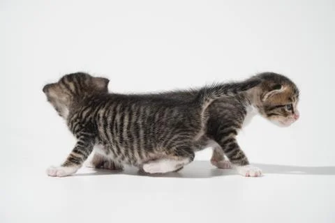 Tabby Cat kitten posing on white background tiger marble stripe Stock Photos