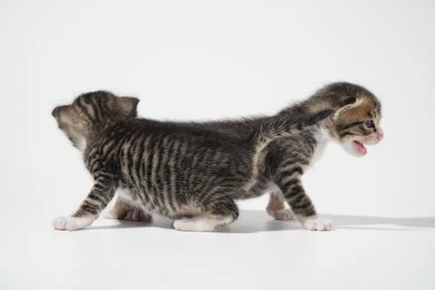 Tabby Cat kitten posing on white background tiger marble stripe Stock Photos