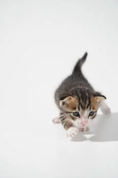 Tabby Cat kitten posing on white background tiger marble stripe Stock Photos