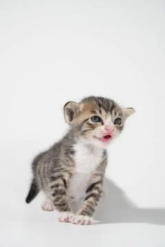 Tabby Cat kitten posing on white background tiger marble stripe Stock Photos