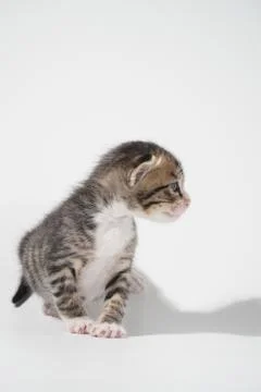 Tabby Cat kitten posing on white background tiger marble stripe Stock Photos