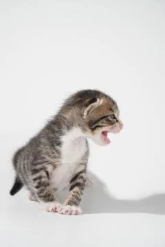 Tabby Cat kitten posing on white background tiger marble stripe Stock Photos