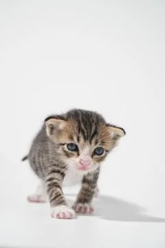Tabby Cat kitten posing on white background tiger marble stripe Stock Photos