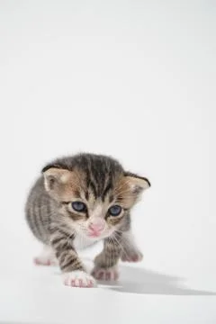 Tabby Cat kitten posing on white background tiger marble stripe Stock Photos