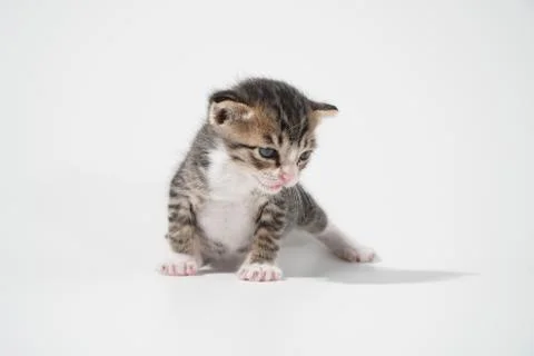 Tabby Cat kitten posing on white background tiger marble stripe Stock Photos