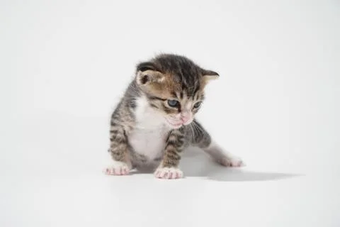 Tabby Cat kitten posing on white background tiger marble stripe Stock Photos