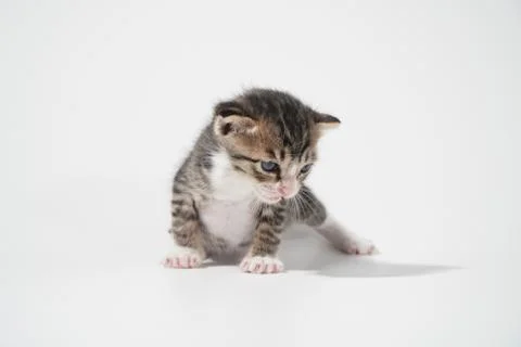 Tabby Cat kitten posing on white background tiger marble stripe Stock Photos