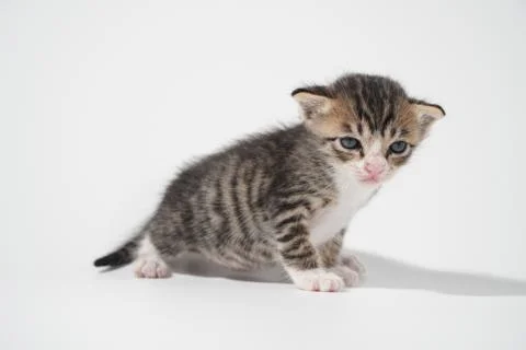 Tabby Cat kitten posing on white background tiger marble stripe Stock Photos