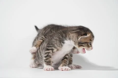 Tabby Cat kitten posing on white background tiger marble stripe Stock Photos