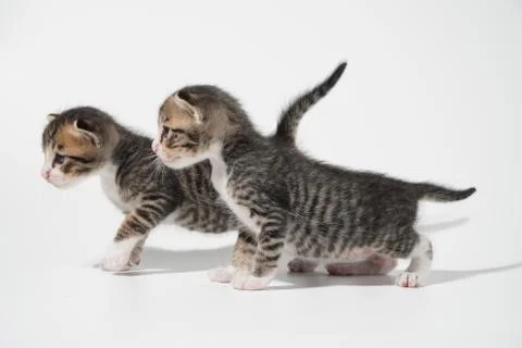 Tabby Cat kitten posing on white background tiger marble stripe Stock Photos