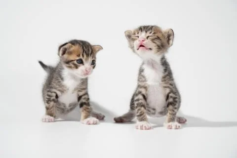 Tabby Cat kitten posing on white background tiger marble stripe Stock Photos