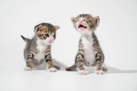 Tabby Cat kitten posing on white background tiger marble stripe Stock Photos