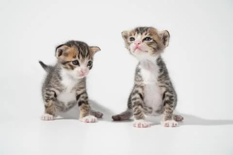 Tabby Cat kitten posing on white background tiger marble stripe Stock Photos