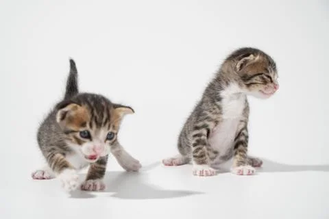 Tabby Cat kitten posing on white background tiger marble stripe Stock Photos