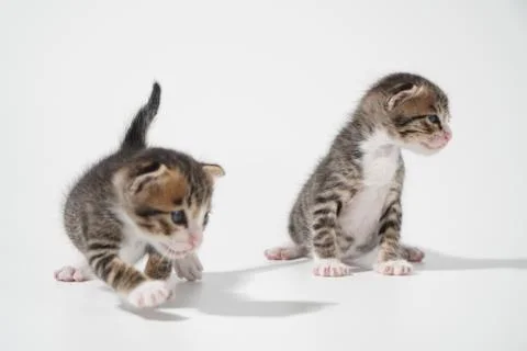 Tabby Cat kitten posing on white background tiger marble stripe Stock Photos