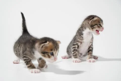 Tabby Cat kitten posing on white background tiger marble stripe Stock Photos