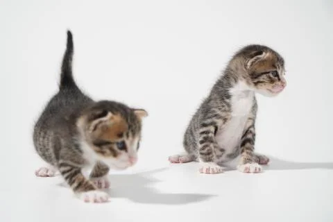 Tabby Cat kitten posing on white background tiger marble stripe Stock Photos