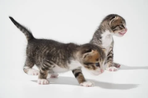 Tabby Cat kitten posing on white background tiger marble stripe Stock Photos