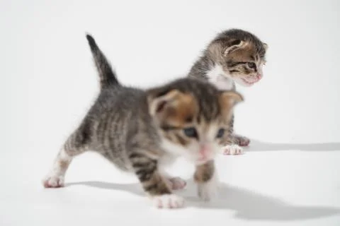 Tabby Cat kitten posing on white background tiger marble stripe Stock Photos