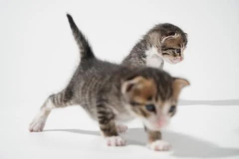 Tabby Cat kitten posing on white background tiger marble stripe Stock Photos