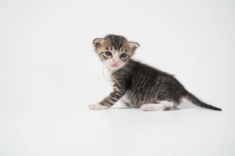 Tabby Cat kitten posing on white background tiger marble stripe Stock Photos