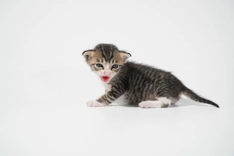 Tabby Cat kitten posing on white background tiger marble stripe Stock Photos