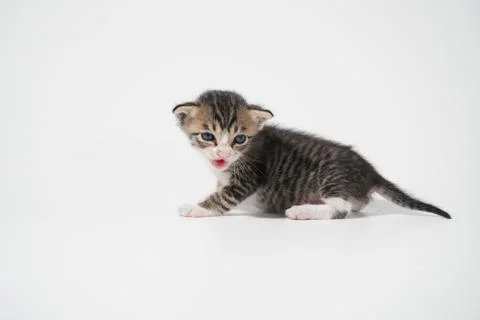 Tabby Cat kitten posing on white background tiger marble stripe Stock Photos